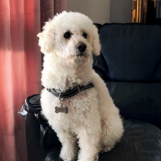 Koiran nimilaatta, Ruostumatonta terästä