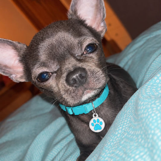 Chihuahua koiralla sininen koiran nimilaatta kaulassa